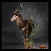 African-Antelope-taxidermy-by-BB-Taxidermy-Houston-331