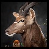 African-Antelope-taxidermy-by-BB-Taxidermy-Houston-332