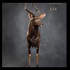 African-Antelope-taxidermy-by-BB-Taxidermy-Houston-334