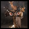 African-Antelope-taxidermy-by-BB-Taxidermy-Houston-335