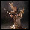 African-Antelope-taxidermy-by-BB-Taxidermy-Houston-336