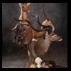 African-Antelope-taxidermy-by-BB-Taxidermy-Houston-337
