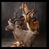 African-Antelope-taxidermy-by-BB-Taxidermy-Houston-338