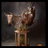 African-Antelope-taxidermy-by-BB-Taxidermy-Houston-339