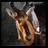 African-Antelope-taxidermy-by-BB-Taxidermy-Houston-344