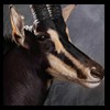 African-Antelope-taxidermy-by-BB-Taxidermy-Houston-345