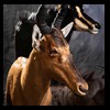 African-Antelope-taxidermy-by-BB-Taxidermy-Houston-346