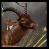 African-Antelope-taxidermy-by-BB-Taxidermy-Houston-349