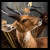 African-Antelope-taxidermy-by-BB-Taxidermy-Houston-350