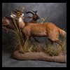 African-Antelope-taxidermy-by-BB-Taxidermy-Houston-351