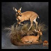 African-Antelope-taxidermy-by-BB-Taxidermy-Houston-352