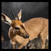 African-Antelope-taxidermy-by-BB-Taxidermy-Houston-353