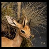 African-Antelope-taxidermy-by-BB-Taxidermy-Houston-354