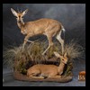 African-Antelope-taxidermy-by-BB-Taxidermy-Houston-355
