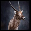 African-Antelope-taxidermy-by-BB-Taxidermy-Houston-356