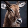 African-Antelope-taxidermy-by-BB-Taxidermy-Houston-357