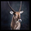 African-Antelope-taxidermy-by-BB-Taxidermy-Houston-358