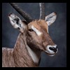 African-Antelope-taxidermy-by-BB-Taxidermy-Houston-359