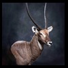 African-Antelope-taxidermy-by-BB-Taxidermy-Houston-360