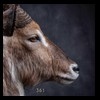 African-Antelope-taxidermy-by-BB-Taxidermy-Houston-361