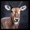 African-Antelope-taxidermy-by-BB-Taxidermy-Houston-362