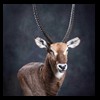 African-Antelope-taxidermy-by-BB-Taxidermy-Houston-363