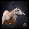 African-Antelope-taxidermy-by-BB-Taxidermy-Houston-364