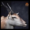 African-Antelope-taxidermy-by-BB-Taxidermy-Houston-365
