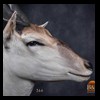 African-Antelope-taxidermy-by-BB-Taxidermy-Houston-366