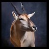 African-Antelope-taxidermy-by-BB-Taxidermy-Houston-367