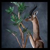 African-Antelope-taxidermy-by-BB-Taxidermy-Houston-369