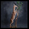 African-Antelope-taxidermy-by-BB-Taxidermy-Houston-370