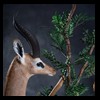 African-Antelope-taxidermy-by-BB-Taxidermy-Houston-371