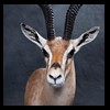 African-Antelope-taxidermy-by-BB-Taxidermy-Houston-372
