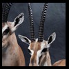 African-Antelope-taxidermy-by-BB-Taxidermy-Houston-373