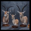 African-Antelope-taxidermy-by-BB-Taxidermy-Houston-375