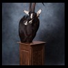 African-Antelope-taxidermy-by-BB-Taxidermy-Houston-377
