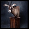 African-Antelope-taxidermy-by-BB-Taxidermy-Houston-379