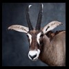 African-Antelope-taxidermy-by-BB-Taxidermy-Houston-380
