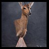 African-Antelope-taxidermy-by-BB-Taxidermy-Houston-381
