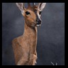 African-Antelope-taxidermy-by-BB-Taxidermy-Houston-383