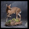 African-Antelope-taxidermy-by-BB-Taxidermy-Houston-385