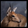 African-Antelope-taxidermy-by-BB-Taxidermy-Houston-386