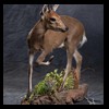 African-Antelope-taxidermy-by-BB-Taxidermy-Houston-387