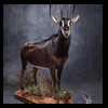 African-Antelope-taxidermy-by-BB-Taxidermy-Houston-388