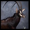 African-Antelope-taxidermy-by-BB-Taxidermy-Houston-389