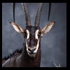 African-Antelope-taxidermy-by-BB-Taxidermy-Houston-390