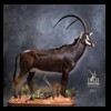 African-Antelope-taxidermy-by-BB-Taxidermy-Houston-391