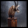 African-Antelope-taxidermy-by-BB-Taxidermy-Houston-392