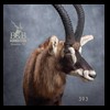 African-Antelope-taxidermy-by-BB-Taxidermy-Houston-393
